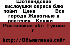 Шотландские вислоушки окраса блю пойнт › Цена ­ 4 000 - Все города Животные и растения » Кошки   . Ростовская обл.,Гуково г.